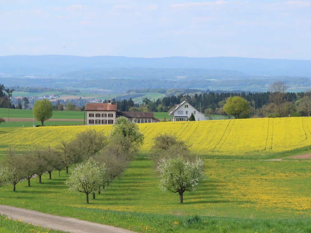 Rapsfeld bei Zünikon