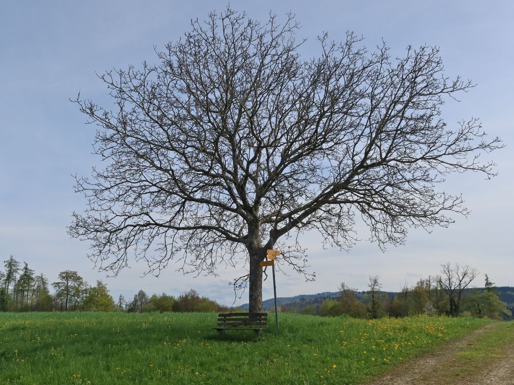 Sitzbank unterm Baum