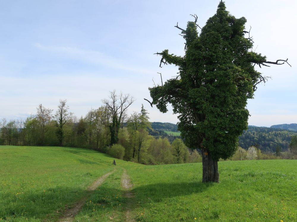 Züniker Kirchweg und Baum voller Efau