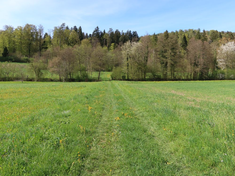Wiesenpfad