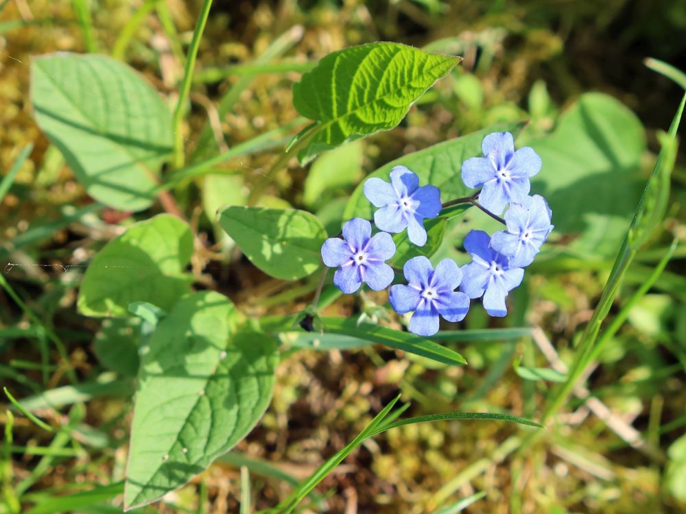 Frühlings-Gednkemein