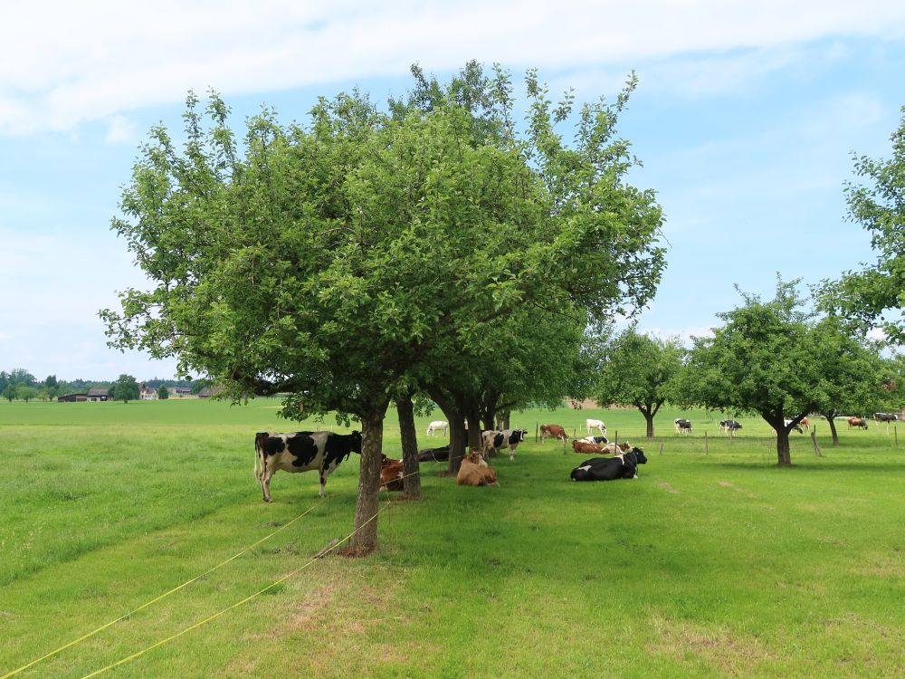 Kühe im Schatten der Bäume