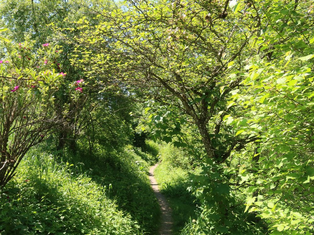 Pfad am Entenweiher