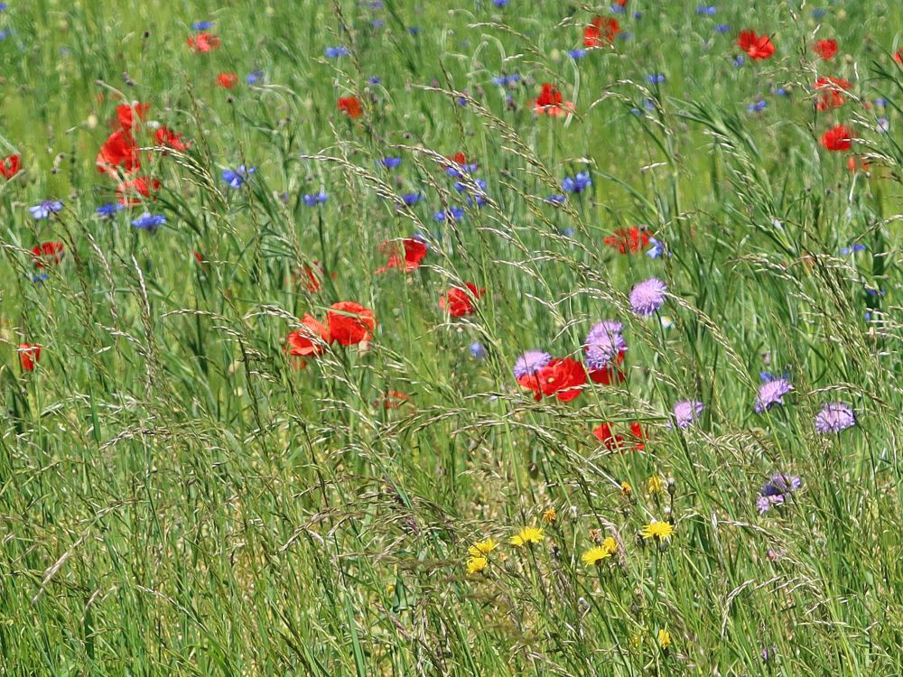 Blumenwiese