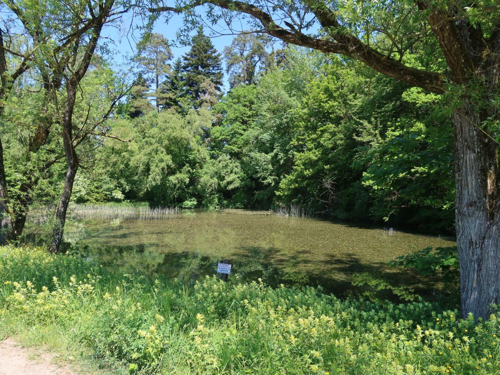 Weiher im Lättenholz