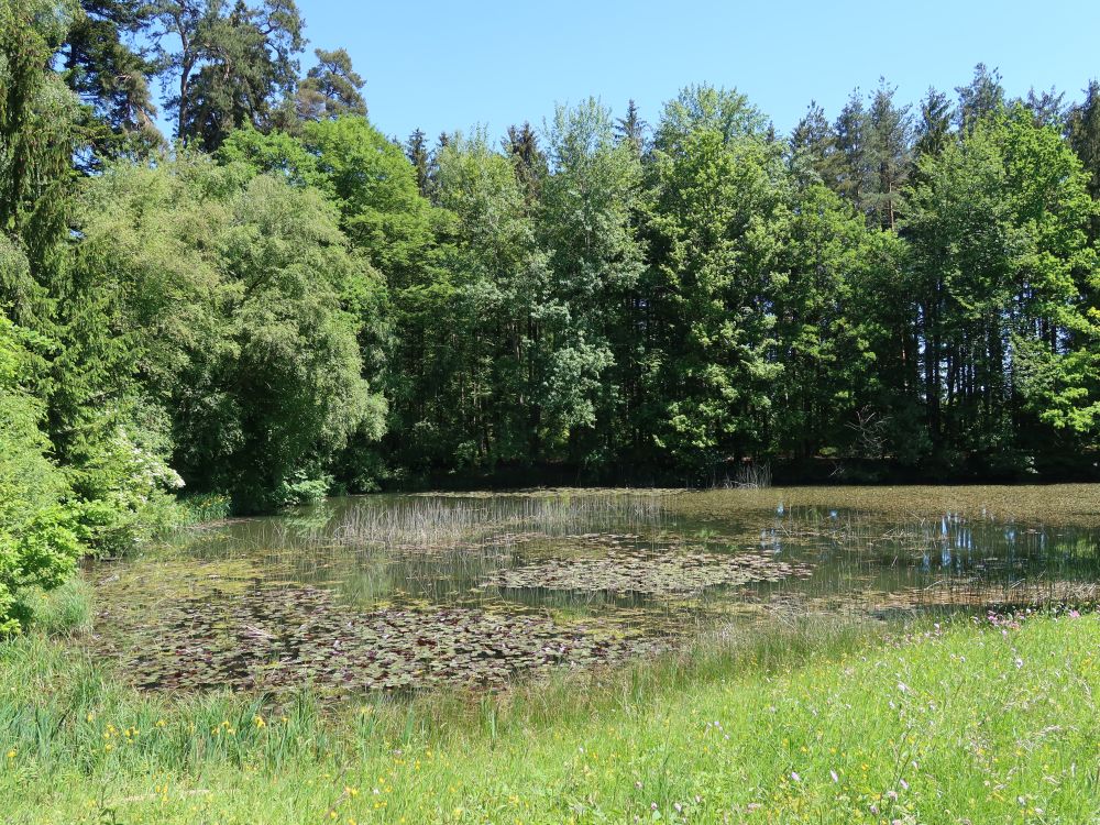 Weiher im Lättenholz