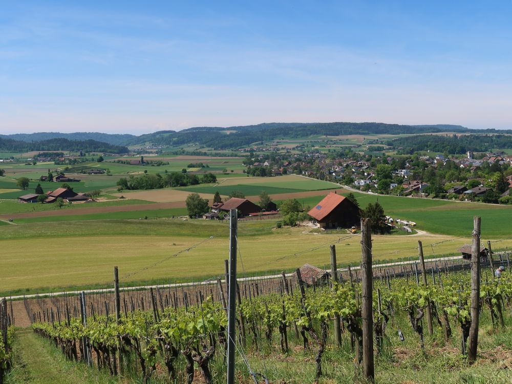 Reben bei Heimenstein