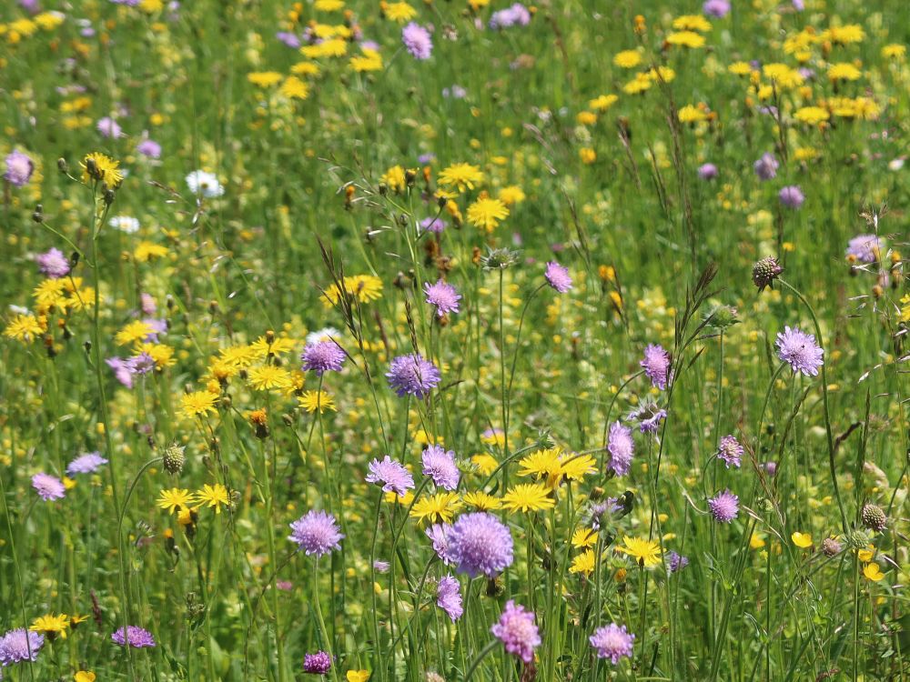 Blumenwiese