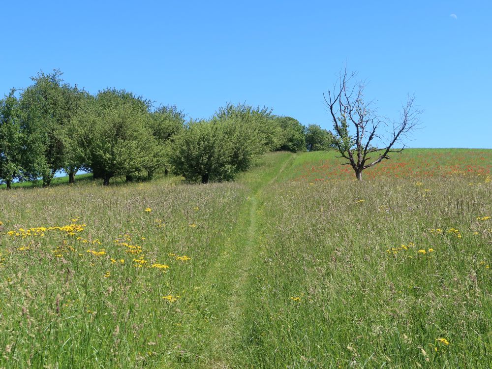 Wiesenpfad