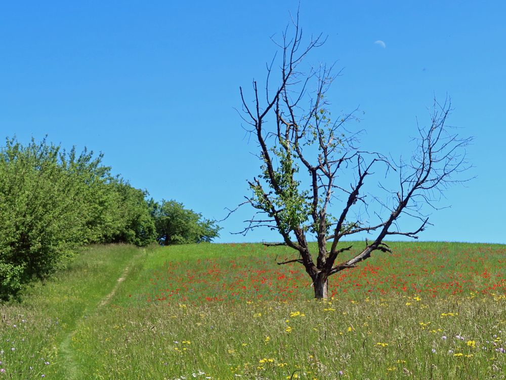 kahler Baum im Mohnfeld