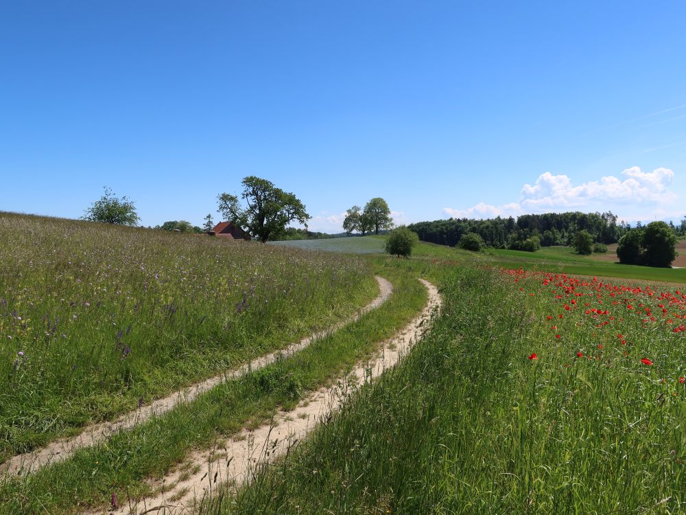 Weg bei Grueb