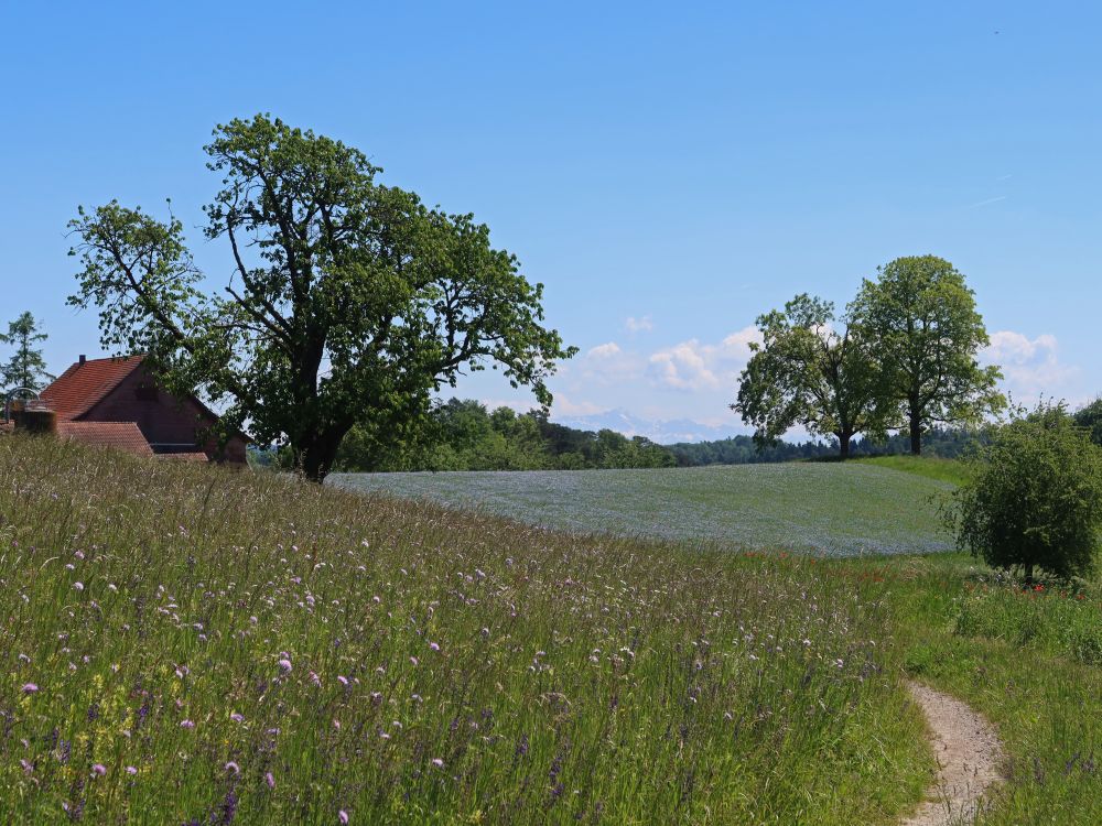 Flachsfeld bei Grueb