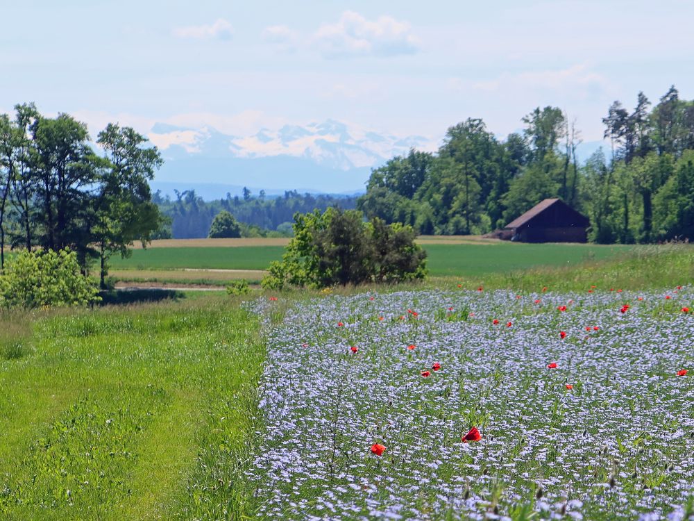 Flachsfeld und Alpen im Dunst