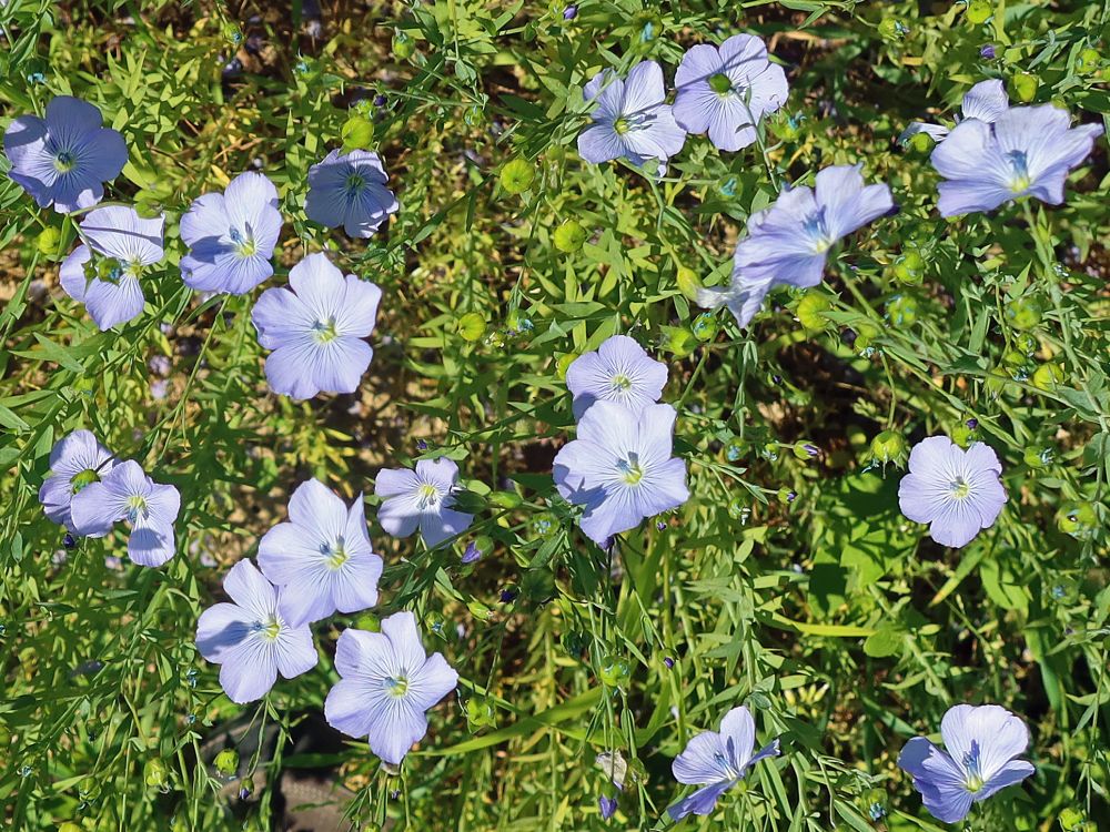 blaue Flachsblüten