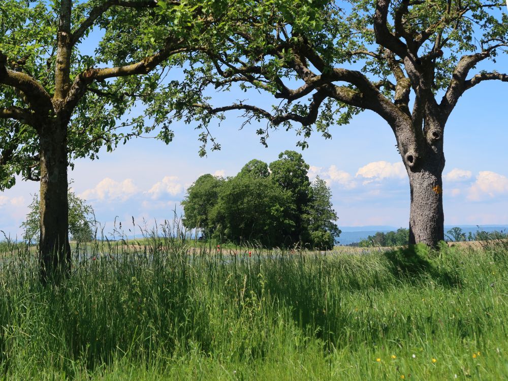 Baumgruppe zwischen Bäumen