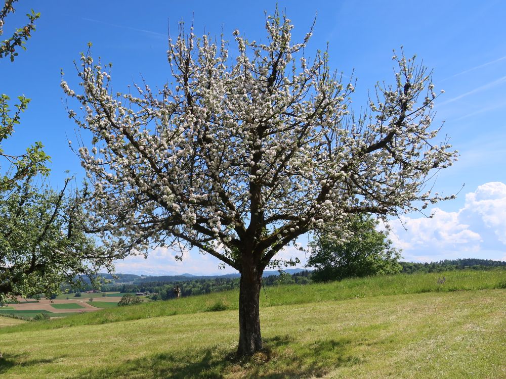 blühender Baum