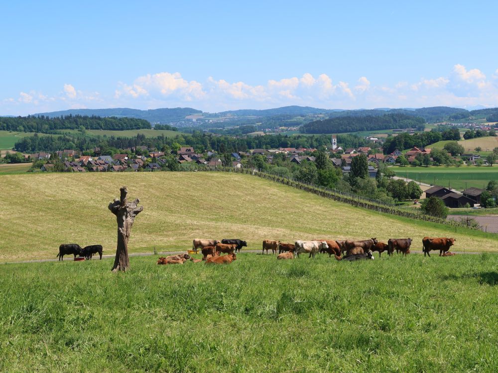 Kuhherde und Blick Richtung Dinhard