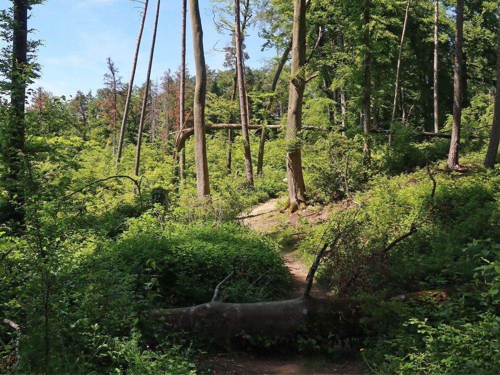 Waldpfad mit Hindernis