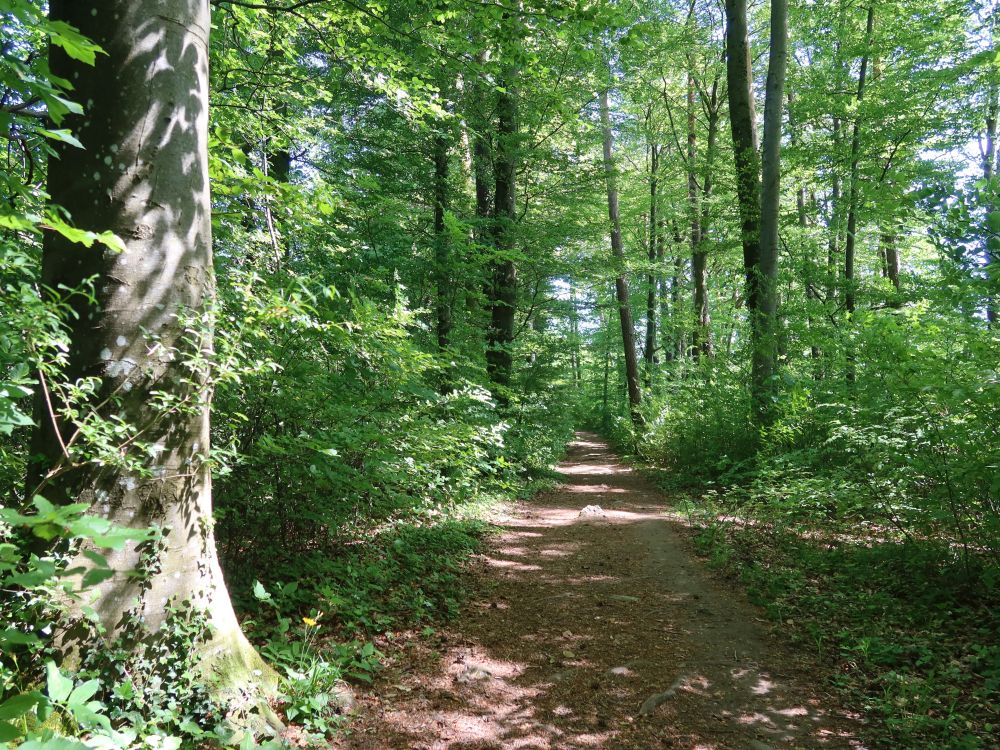 Waldweg