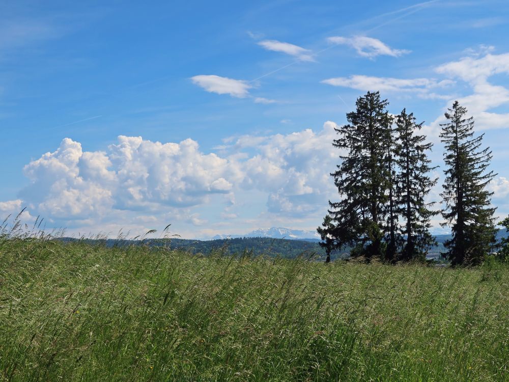 Baumgruppe und Alpensicht