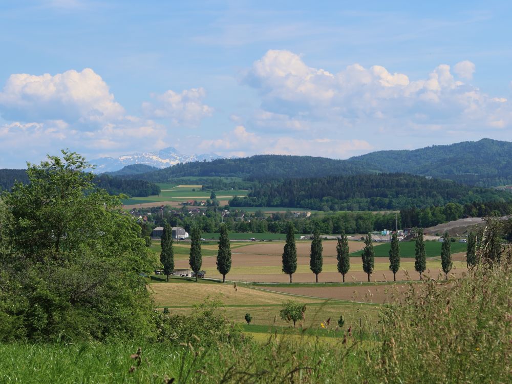 Pappelallee und Blick Richtung Säntis