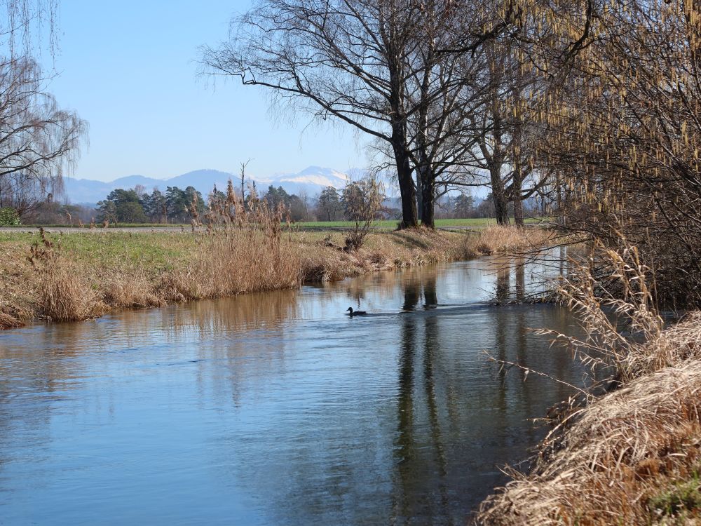 Glatt und Alpensicht