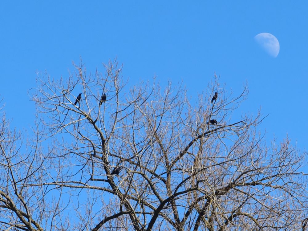 Vögel im Baum mit Mond
