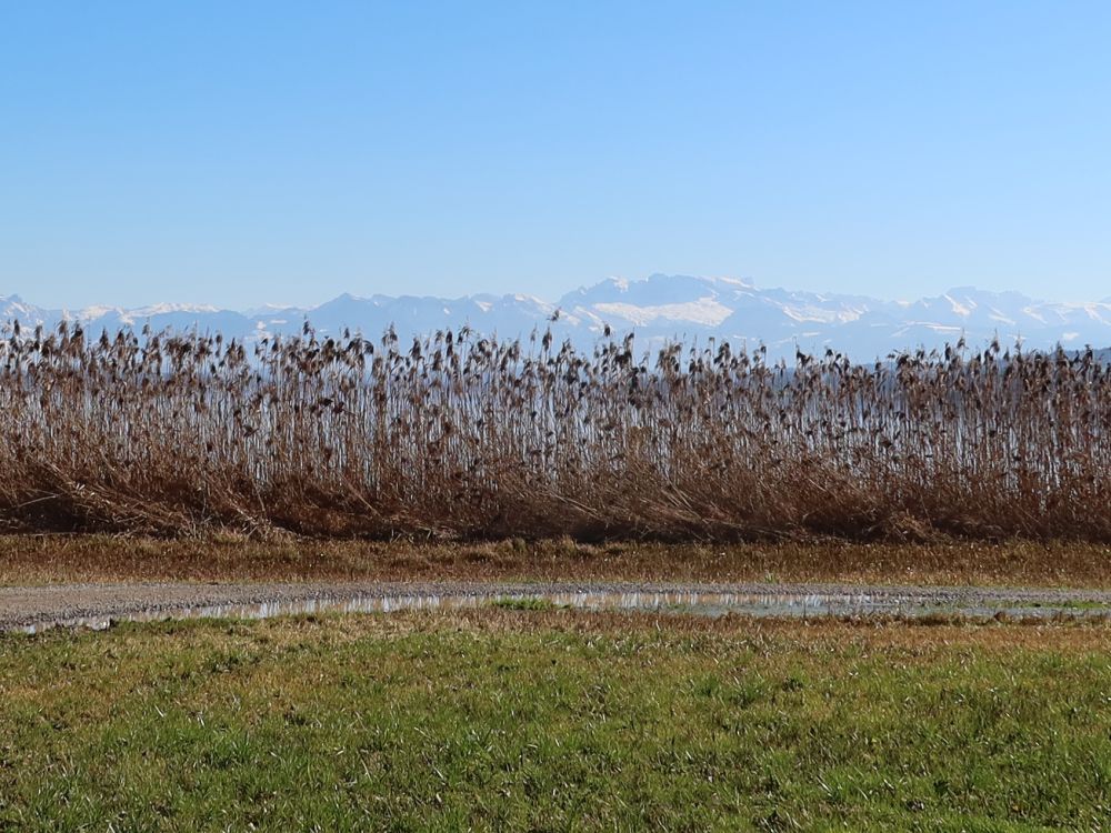 Alpen überm Schilf