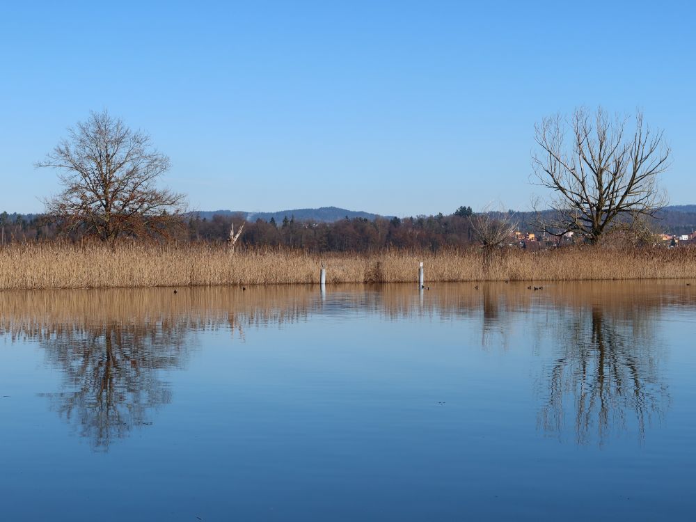 Bäumespiegeln im Greifensee