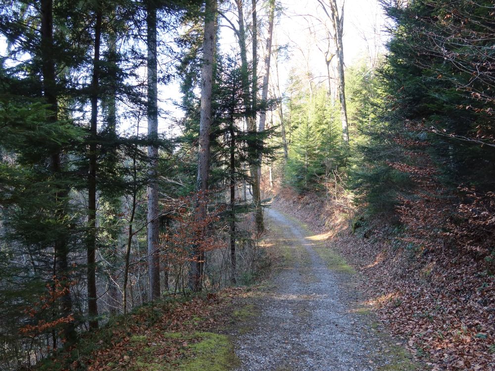 Pfad im Wisbachtobel