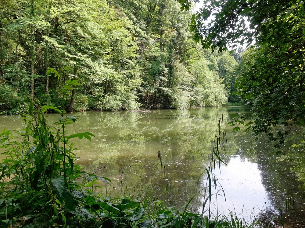 Teich im Farenbachtobel