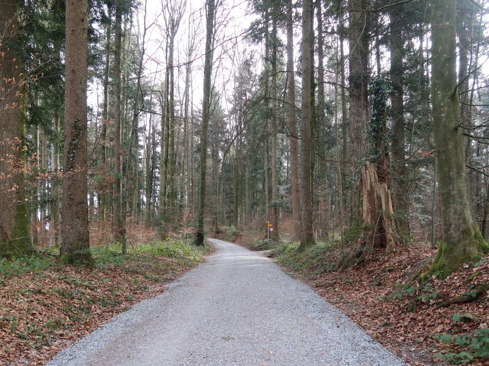 Waldweg