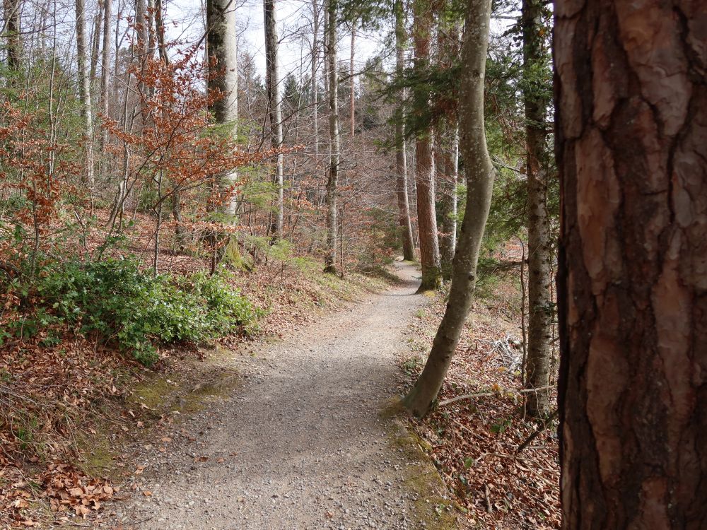 Waldpfad am Schönbüel