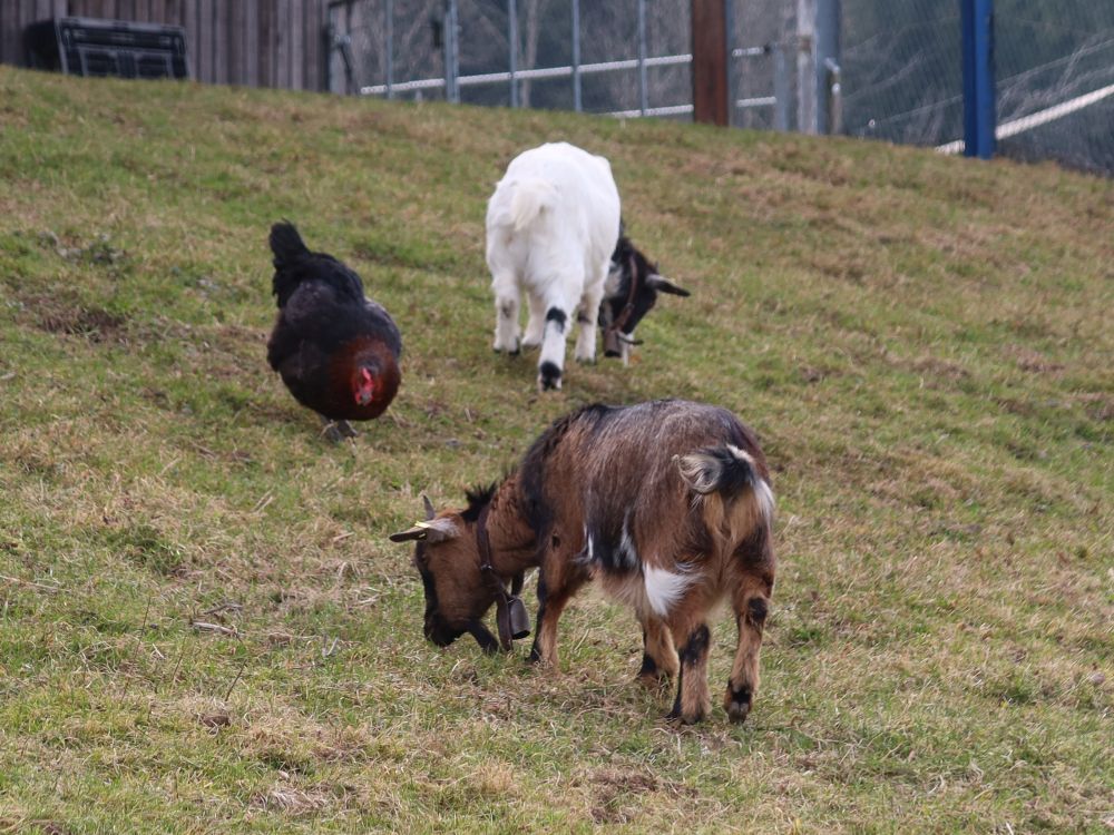 Huhn zwischen Ziegen