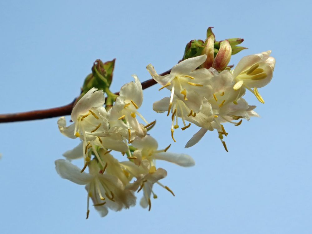 Blüten von Heckenkirschen