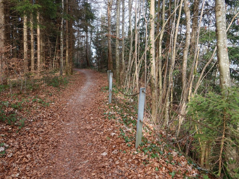 Waldpfad