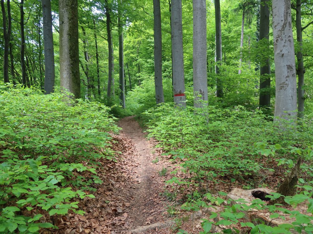 Waldpfad und Trail