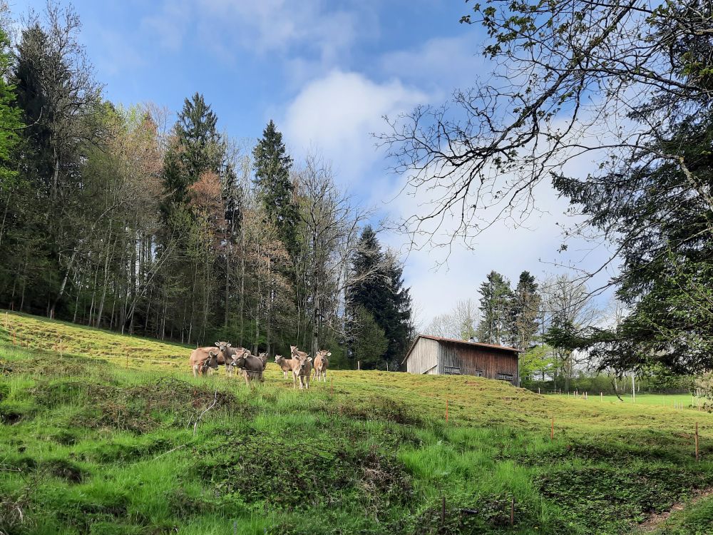 Kühe
