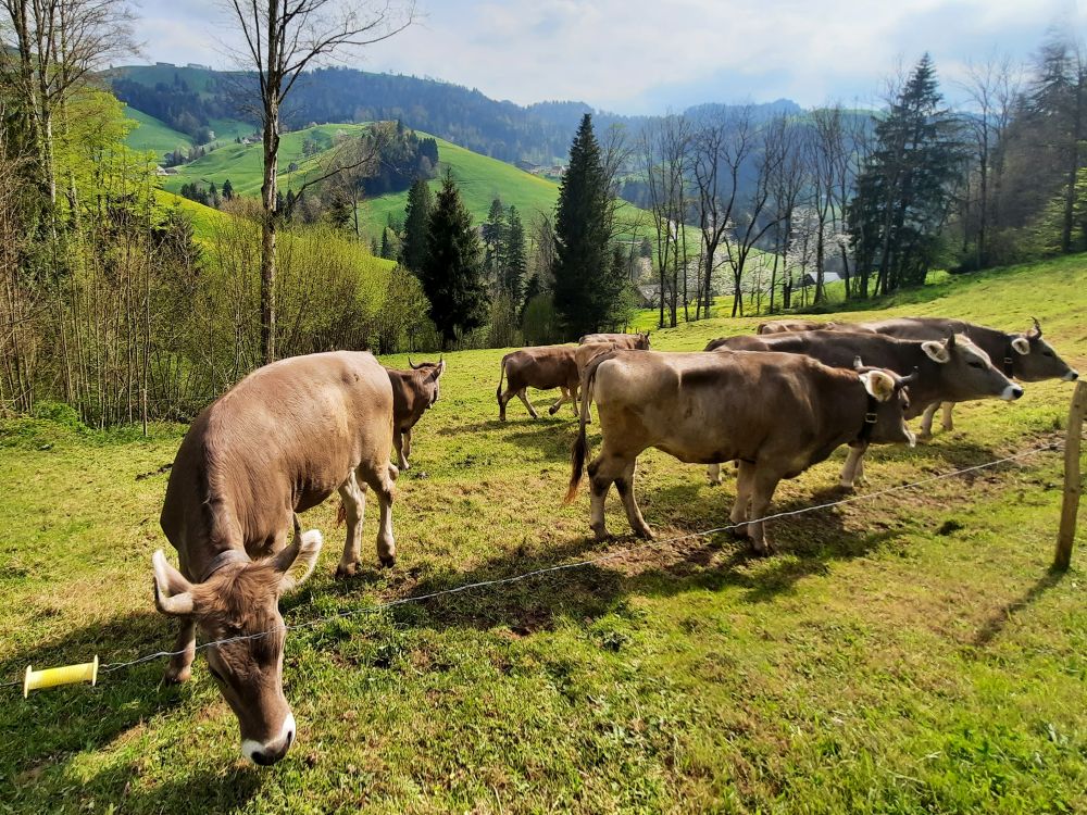 Kühe