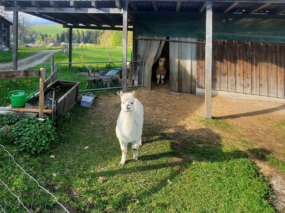 Lama
