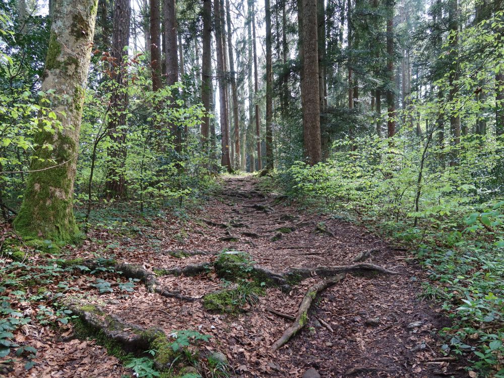 Waldpfad