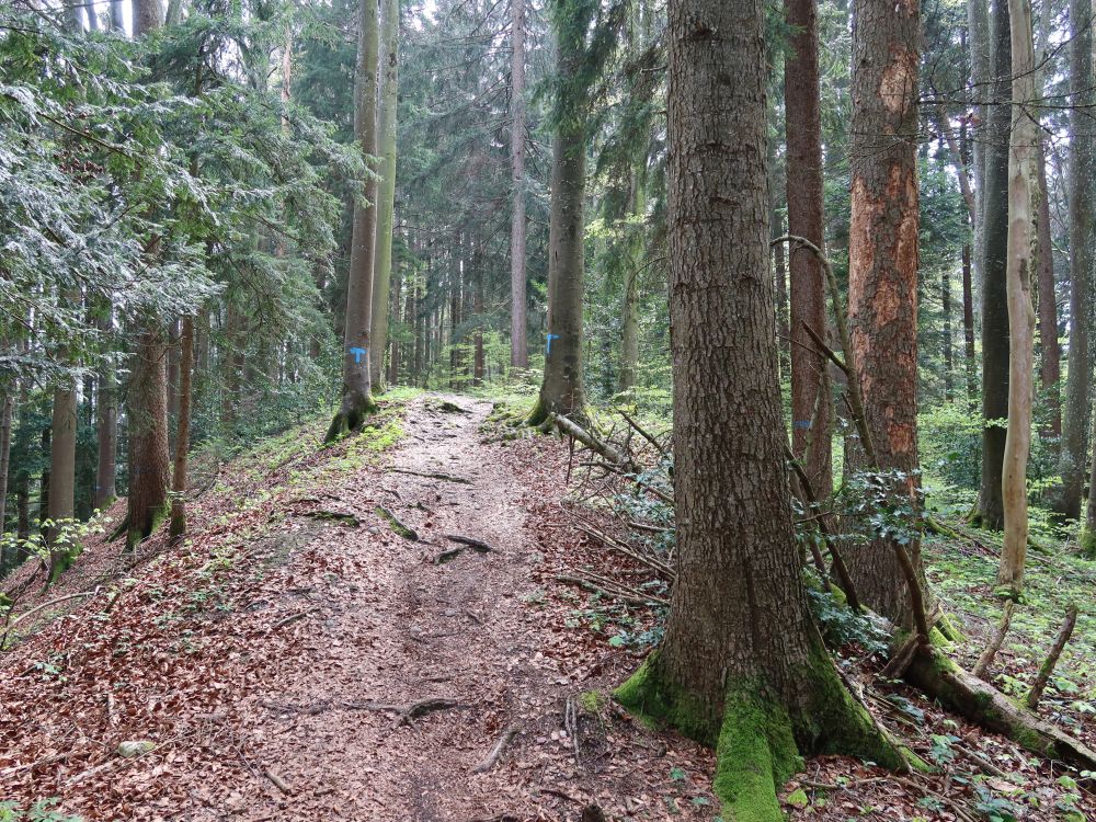 Pfad im Büelbergwald