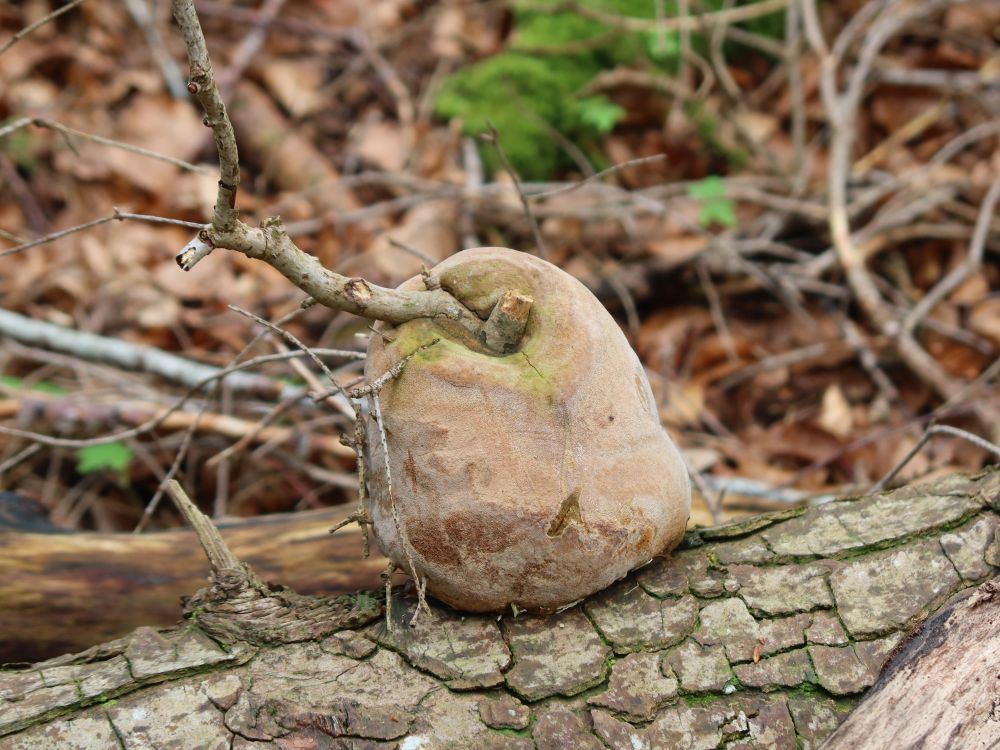 Baumpilz