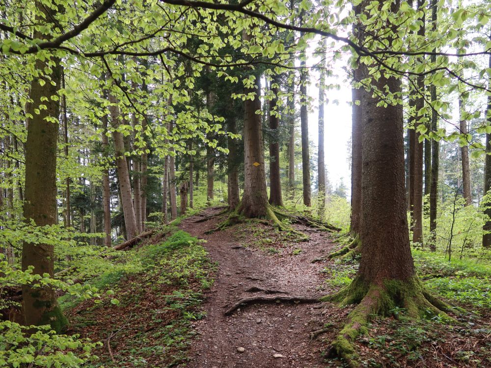 Pfad im Büelbergwald