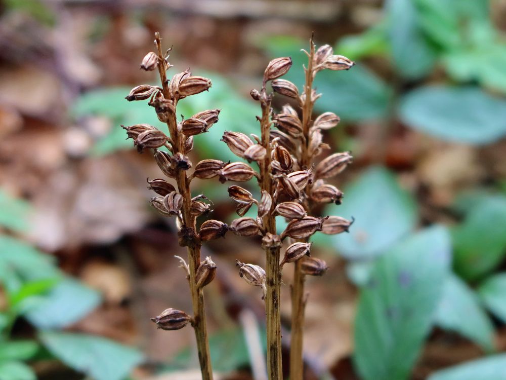 Orchidee Vogelnestwurz