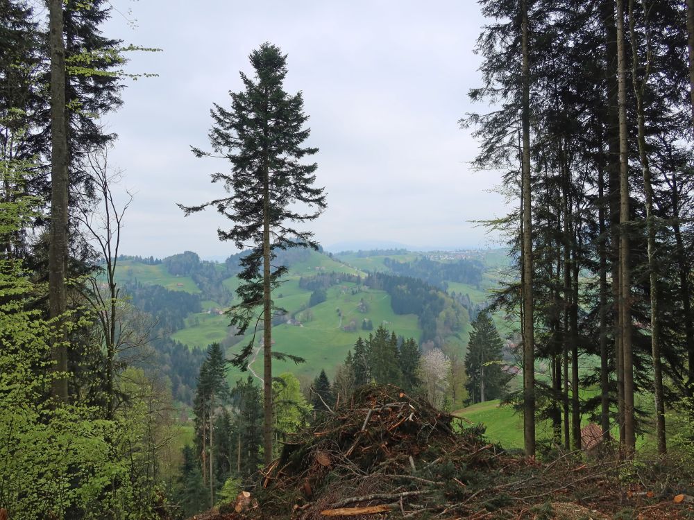 Blick Richtung Schwellbrunn