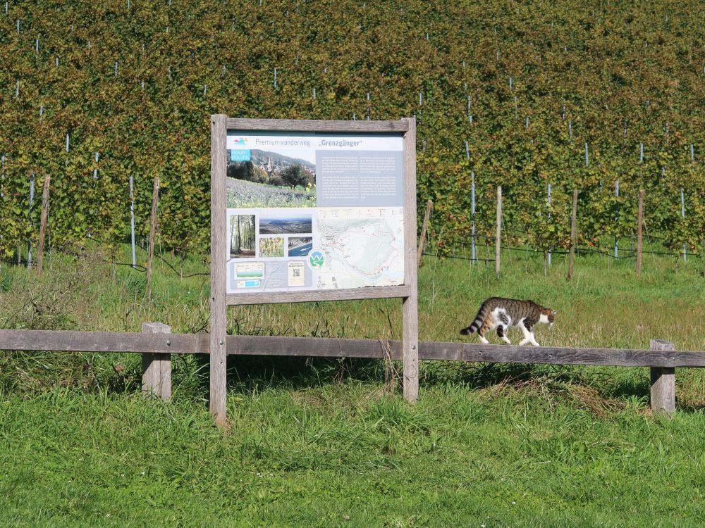 Infotafel und balancierende Katze