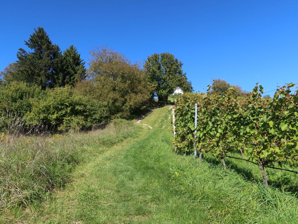 Wiesenpfad an der Ritterhalde