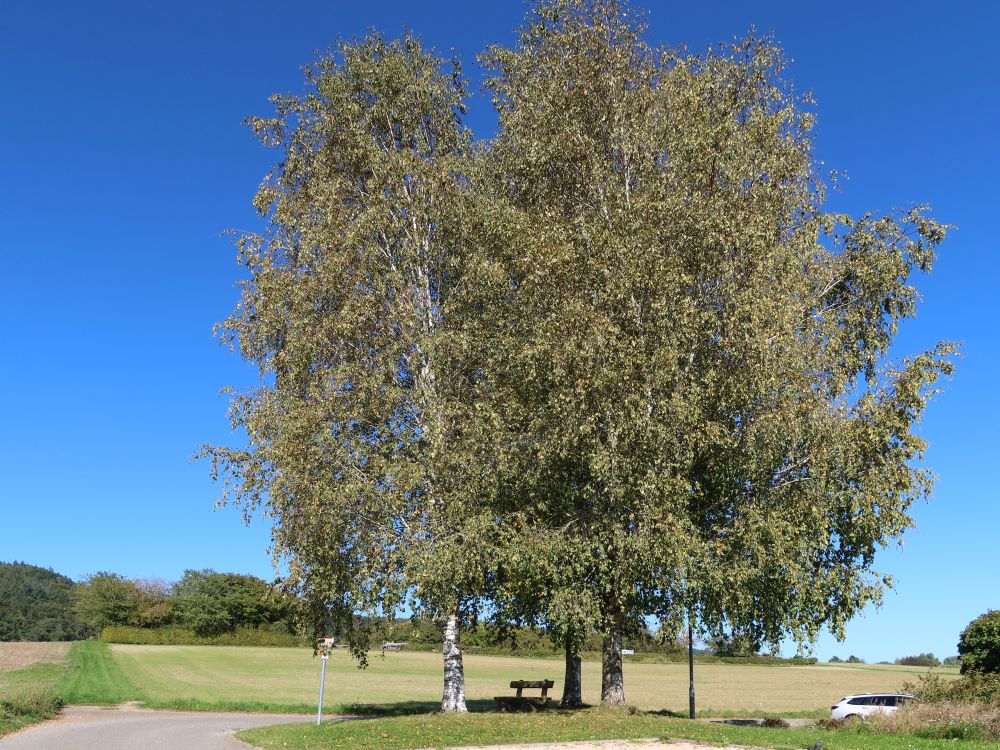 Sitzbank im Schatten von Birken