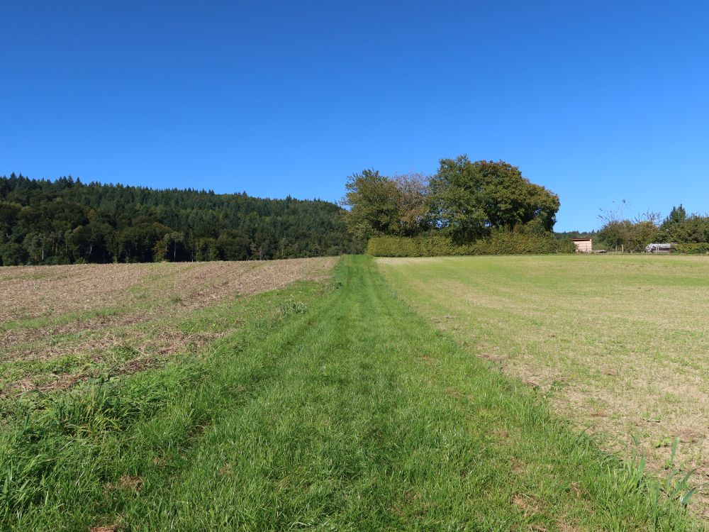 Wiesenpfad beim Jugendwerk